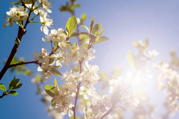 Άνθη κερασιάς στον γαλάζιο ουρανό — Φωτογραφία Αρχείου