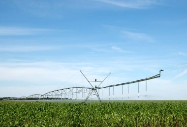 Mısır tarlasında su makinesi