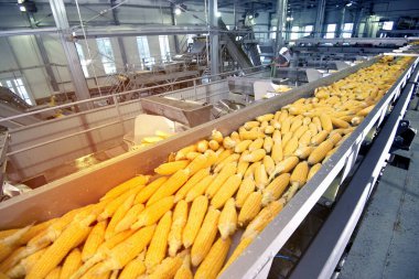 ripe corn conveyor processing line clipart