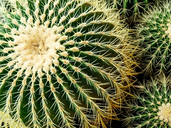 Close-up of cactus, top view Stock Photo