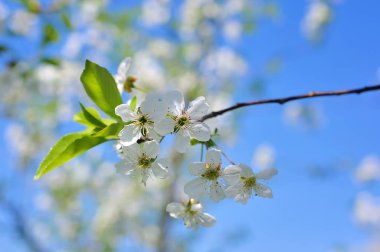 kiraz ağacı çiçek mavi gökyüzü ile Vintage Fotoğraf
