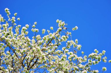 Arka plan için bahar güneşli günde kiraz çiçeği