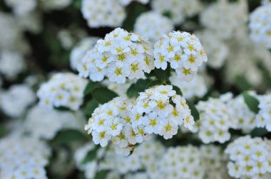 Alanlara çiçek. Beyaz alanlara çiçek. Alanlara çiçek arka plan