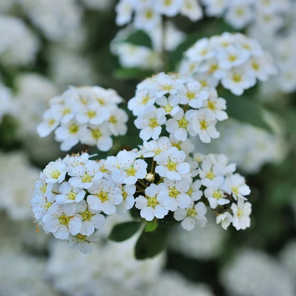 Çiçekli Alanlara Bahar Günü Küçük Çiçekler — Stok fotoğraf