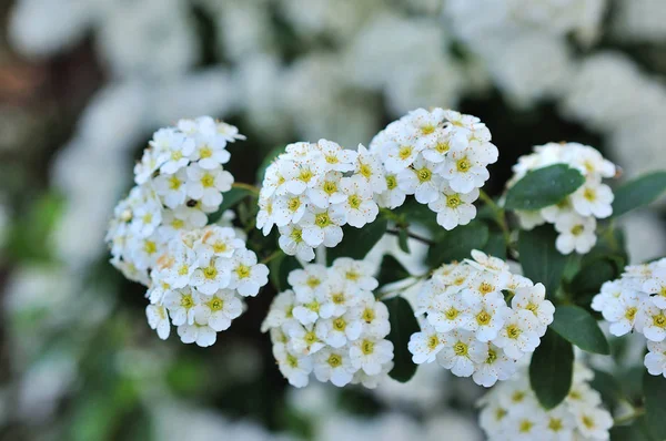 Spiraea Flowering Small Flowers Spring Day — Stock Photo, Image
