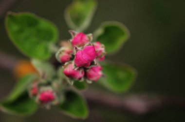 Bahar bahçe içinde güzel elma ağacı dalı