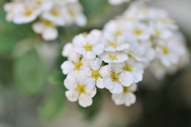 Yakın çekim alanlara çiçek. Alanlara çiçek. Beyaz alanlara çiçek.