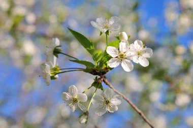Güneşli bahar günü güzel kiraz peyzaj