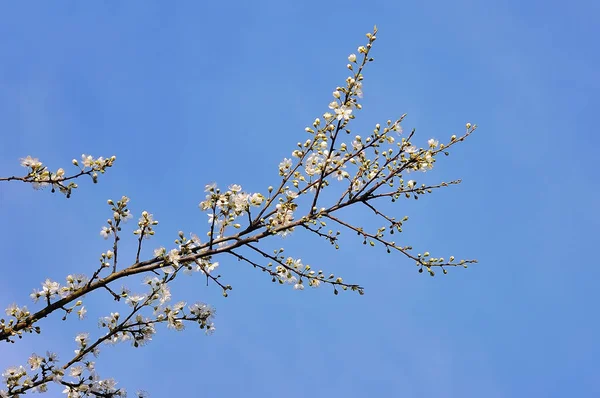 春の自然の背景に白の桜の花 — ストック写真