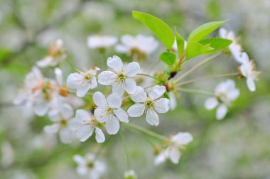Bahar doğa arka plan üzerinde beyaz kiraz çiçekleri
