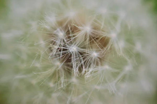 Macro Photo White Dandelion Selective Focus — Stock Photo, Image