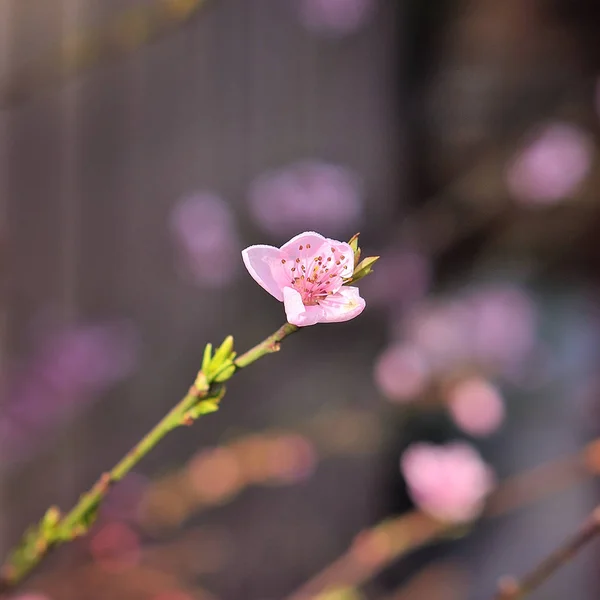 桃の木は春に咲きます 春の庭 — ストック写真