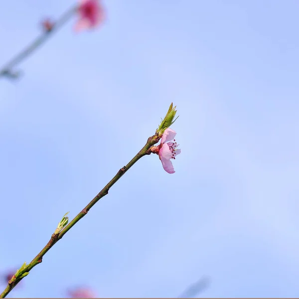Drzew Brzoskwini Kwitną Wiosnę Ogród Wiosną — Zdjęcie stockowe