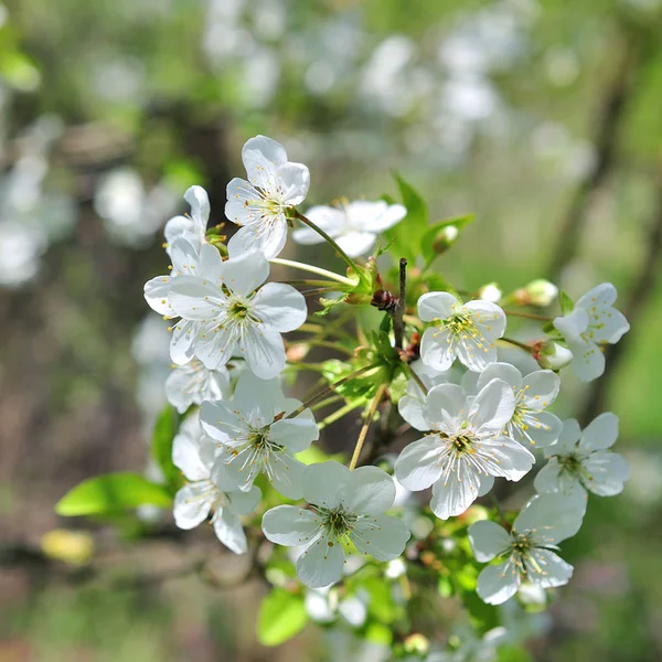 Güneşli bahar günü güzel kiraz peyzaj