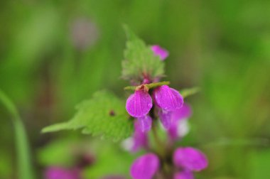 Yaz arka plan üzerinde güzel pembe kır çiçekleri