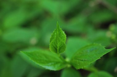 Yaprak yeşil arka plan. yeşil bir bitki closeup.
