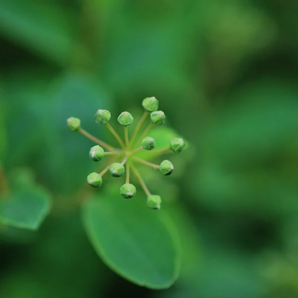 Sfondo Foglia Verde Primo Piano Una Pianta Verde — Foto Stock