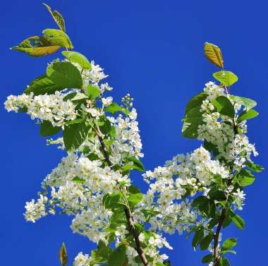 mavi gökyüzünün önünde kuş kiraz Şubesi.