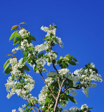 mavi gökyüzünün önünde kuş kiraz Şubesi.