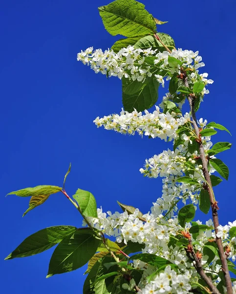 Närbild Fågeln Fågelbärsträd Våren — Stockfoto