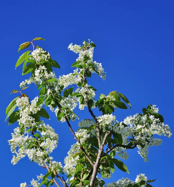 mavi gökyüzünün önünde kuş kiraz Şubesi.