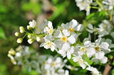 Kuş vişneli yakın plan. Baharda kiraz ağacı.
