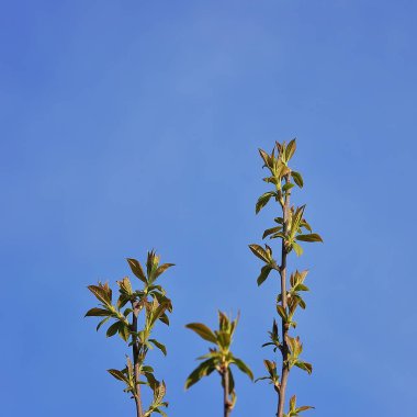 Kuş-kiraz ağacı dalı. Yeşil sürgünler kuş kiraz