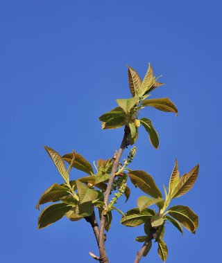 Kuş-kiraz ağacı dalı. Yeşil sürgünler kuş kiraz