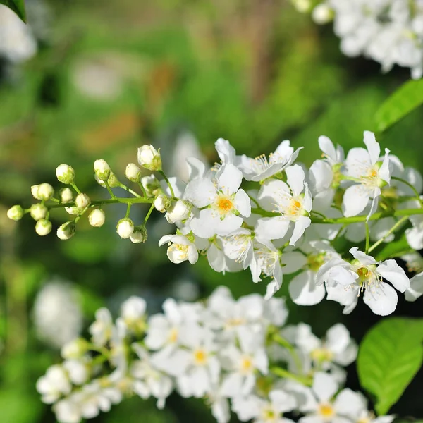 Doğa arka plan önünde kuş kiraz Şubesi.