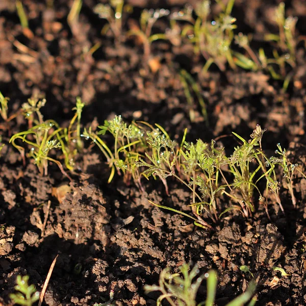 Dereotu bahçede. Ddill Bahçe.