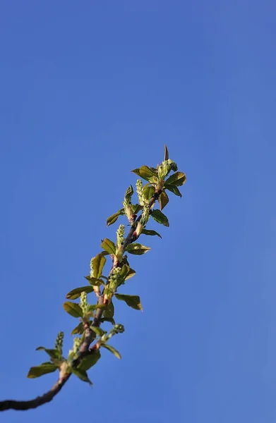 Green Leaf Background Closeup Green Plant — Stock Photo, Image