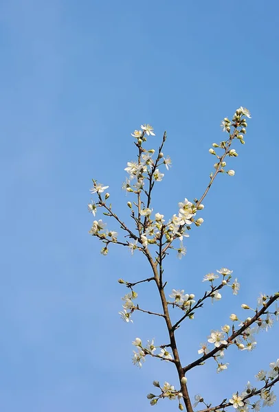 枝に咲く美しい桜の花 — ストック写真