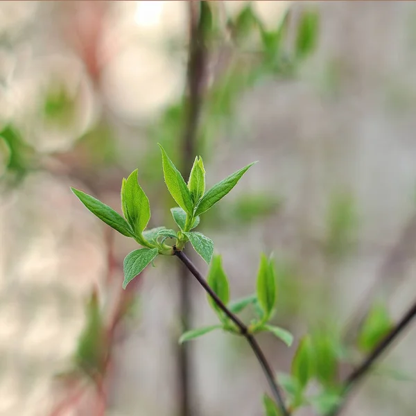 春天公园里的茉莉花叶 茉莉花叶 — 图库照片