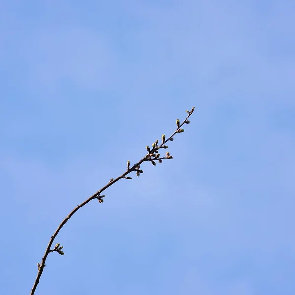 Bela Flor Cerejeira Flor Com Ramo — Fotografia de Stock