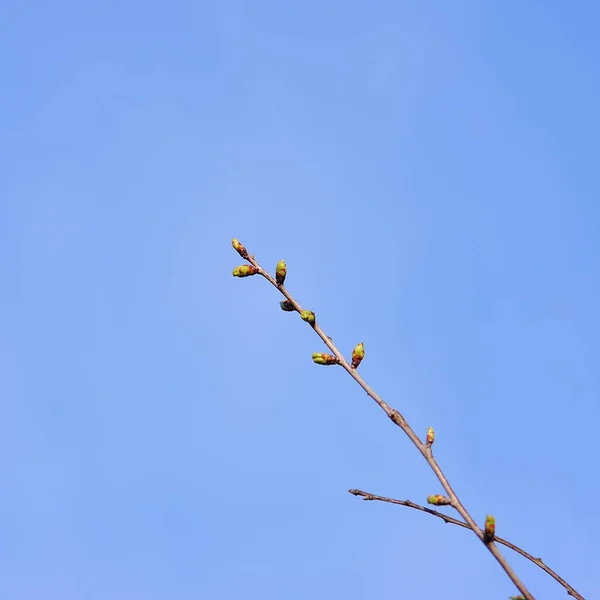 Krásný Třešňový Květ Květ Kvetoucí Větve — Stock fotografie