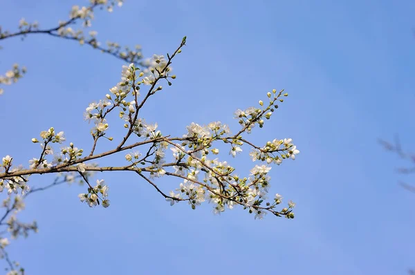 Bela Paisagem Cereja Dia Ensolarado Primavera — Fotografia de Stock