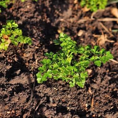 Taze maydanoz bahçede büyüyen. Maydanoz makro.