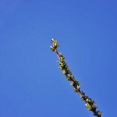 Deniz-topalak bahçesinde dalı closeup