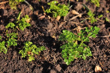 Taze maydanoz bahçede büyüyen. Maydanoz makro.