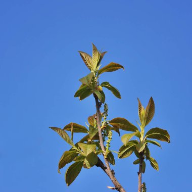 Bahar çiçekleri arka plan. Güzel elma ağacı dalı