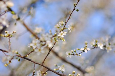 Bir bahar günü kiraz çiçekleri açar.