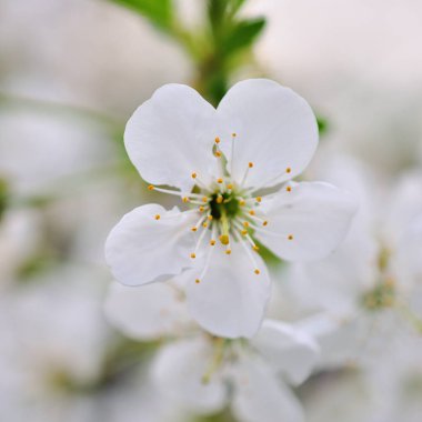 Bir bahar günü kiraz çiçekleri açar.