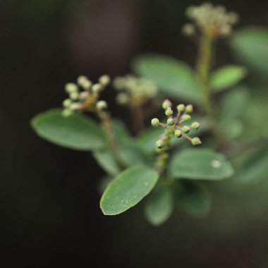 Bahar çiçekleri arka plan. Güzel elma ağacı dalı