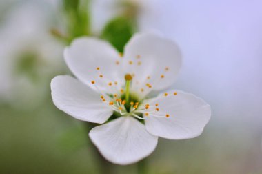 Bir bahar günü kiraz çiçekleri açar.