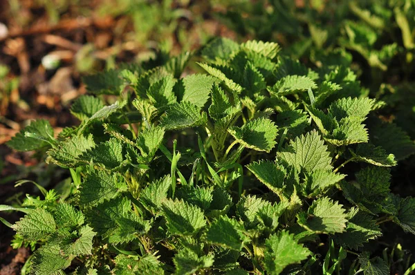 Green Mint Plant Grow Vegetable Garden — Stock Photo, Image