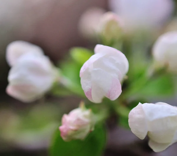 春季花卉背景 美丽的苹果树枝 — 图库照片