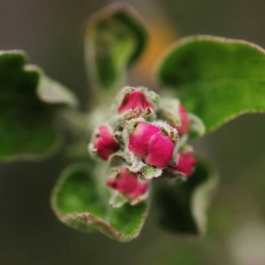 Bahar bahçe içinde güzel elma ağacı dalı