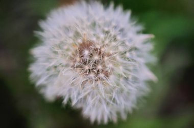 Karahindiba doğa arka planda bahar günü Tarih
