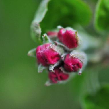 Bahar çiçekleri arka plan. Güzel elma ağacı dalı