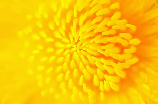 Jasne Dandellion Żółte Kwiaty Zielonych Liści — Zdjęcie stockowe
